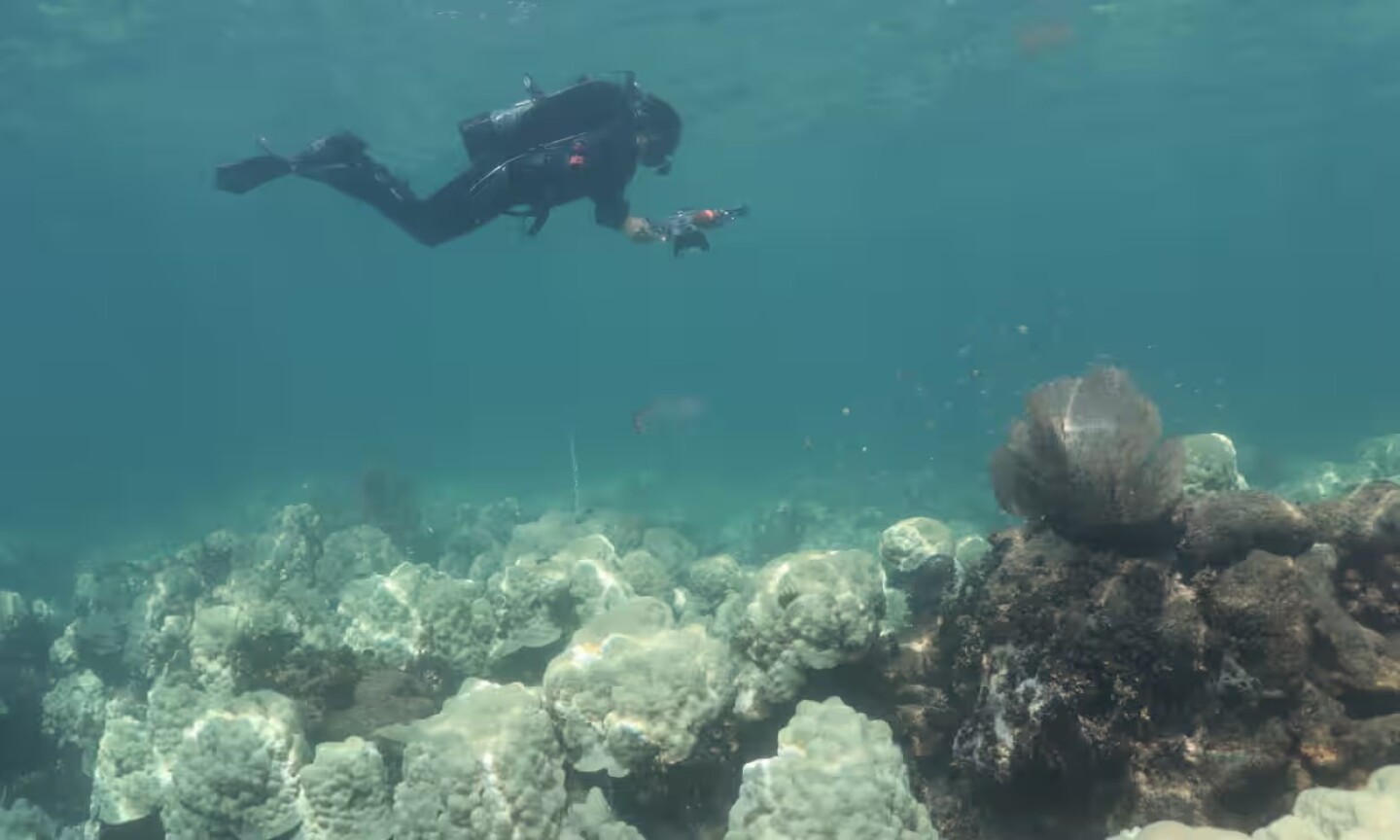 Los científicos sorprendidos por un episodio de estrés térmico sin precedentes dicen que solo pueden esperar que esto “motive y una a la gente”.