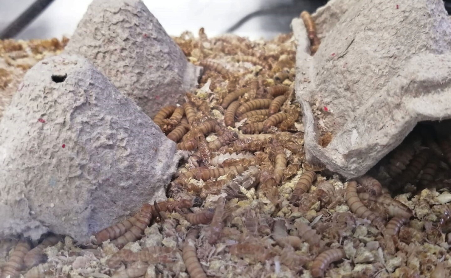 gorgojos-bolsas-biodegradables-unam