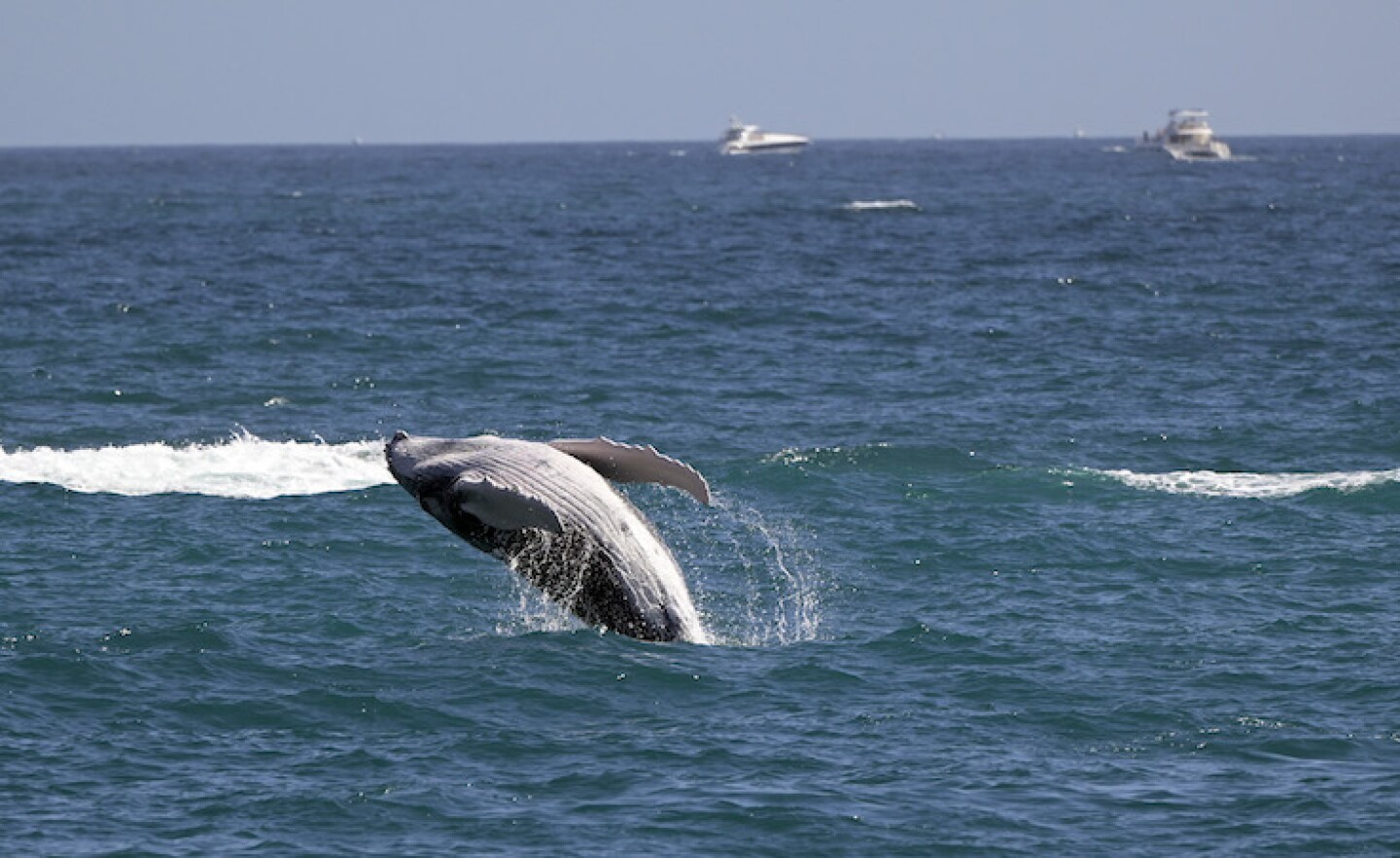 Ballena Gris