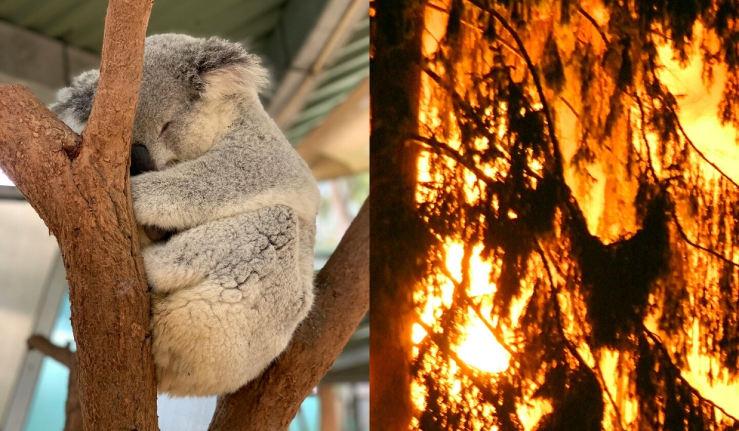 sacrifican koalas en Australia.jpg