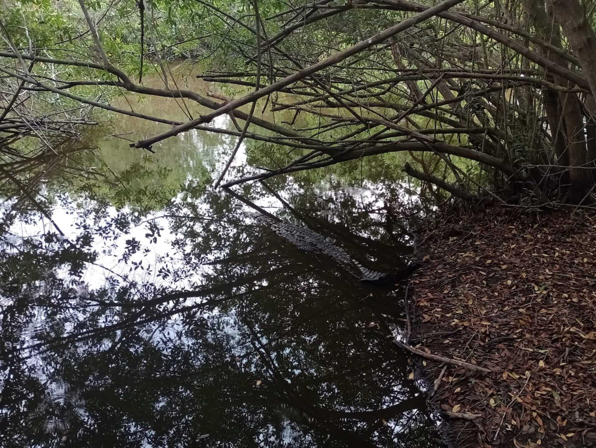 valentina-cocodrila-la-manzanilla