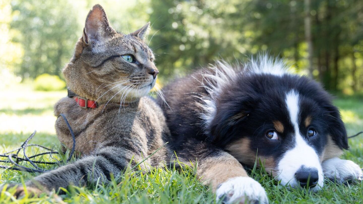 proponen cárcel para quien venda carne de perros y gatos