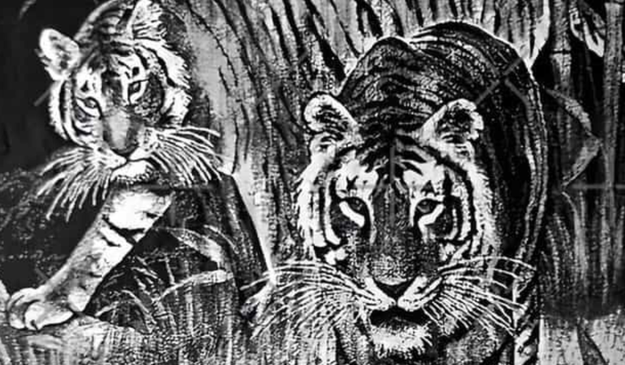 cobija del tigre san marcos(2).jpg