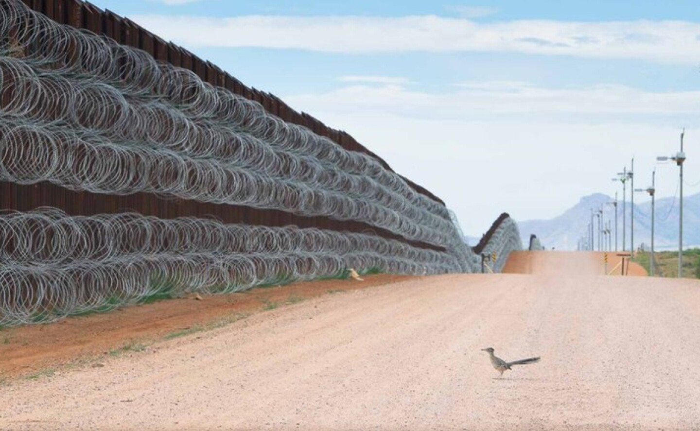 alejandro_prieto_bird_photographer_concurso_fotografia_mexicano