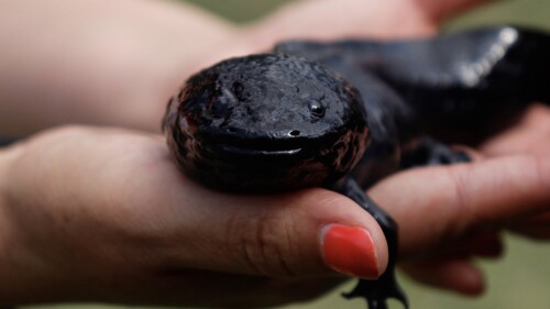 ajolote-centro-ecoturistico-Xochimilco 1
