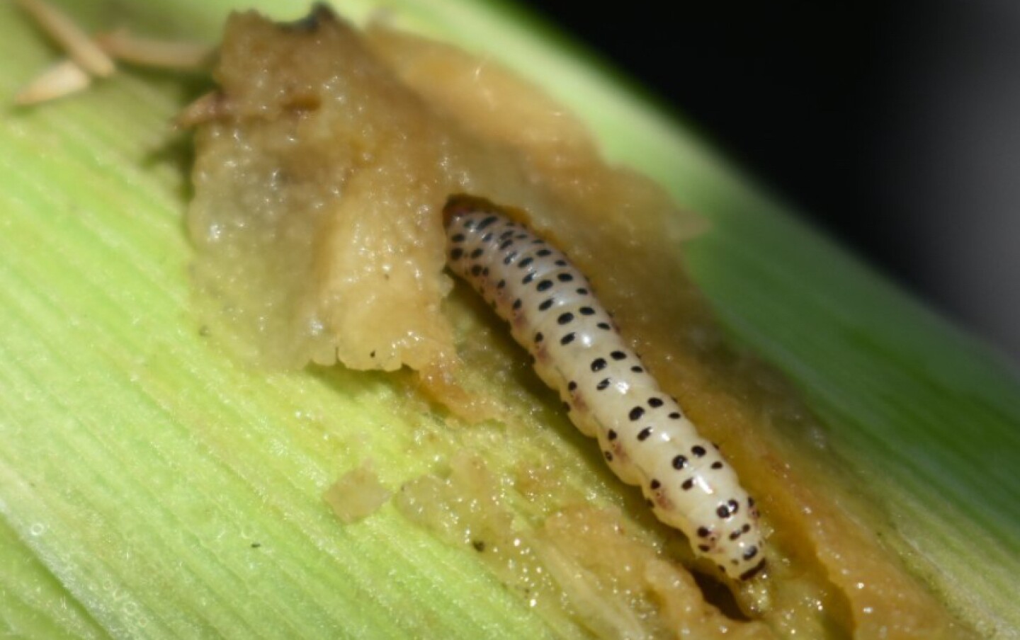 Gusano barrenador Diatraea