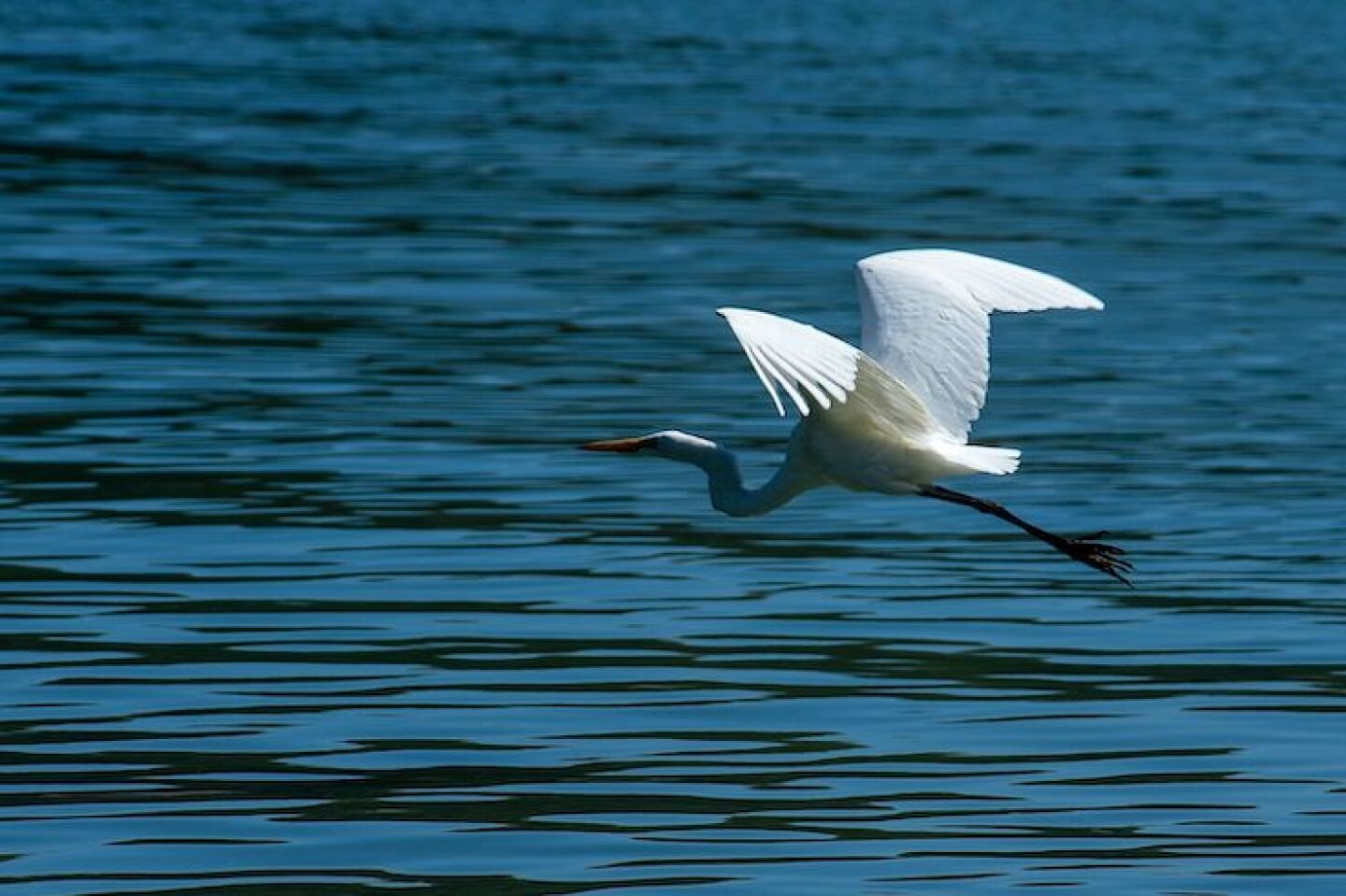 Garzas presa Valle de Bravo -6.jpg