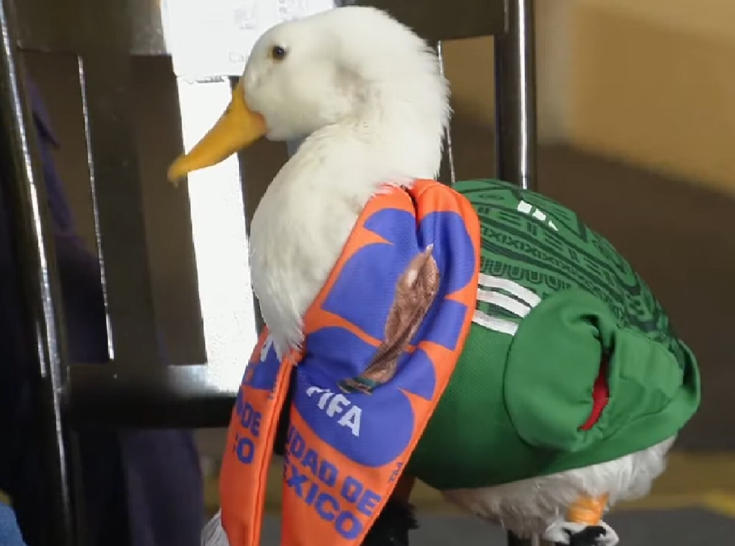 Pato Merlin Pato Merlín en la mañanera de Sheinbaum: quiénes son sus dueños ...