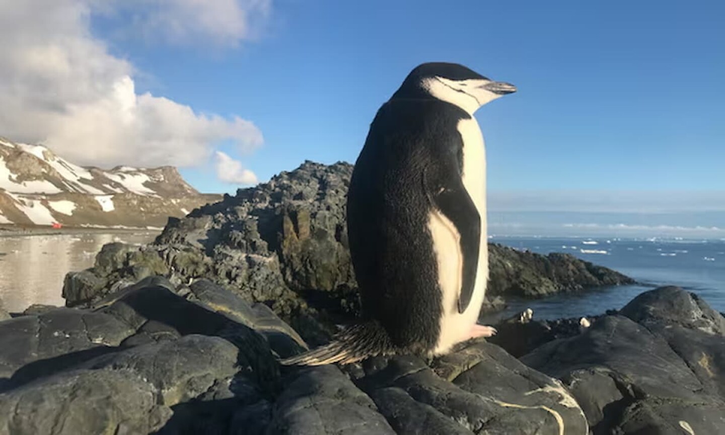 10 mil siestas al día los pingüinos barbijo sobreviven con microsueños