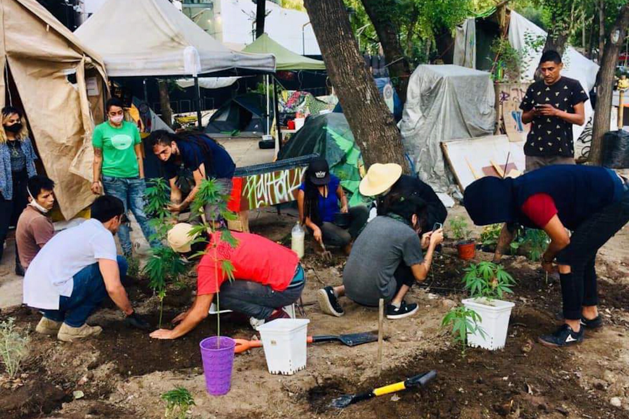 mariguana-legalizacion-senado-xochitl-galvez