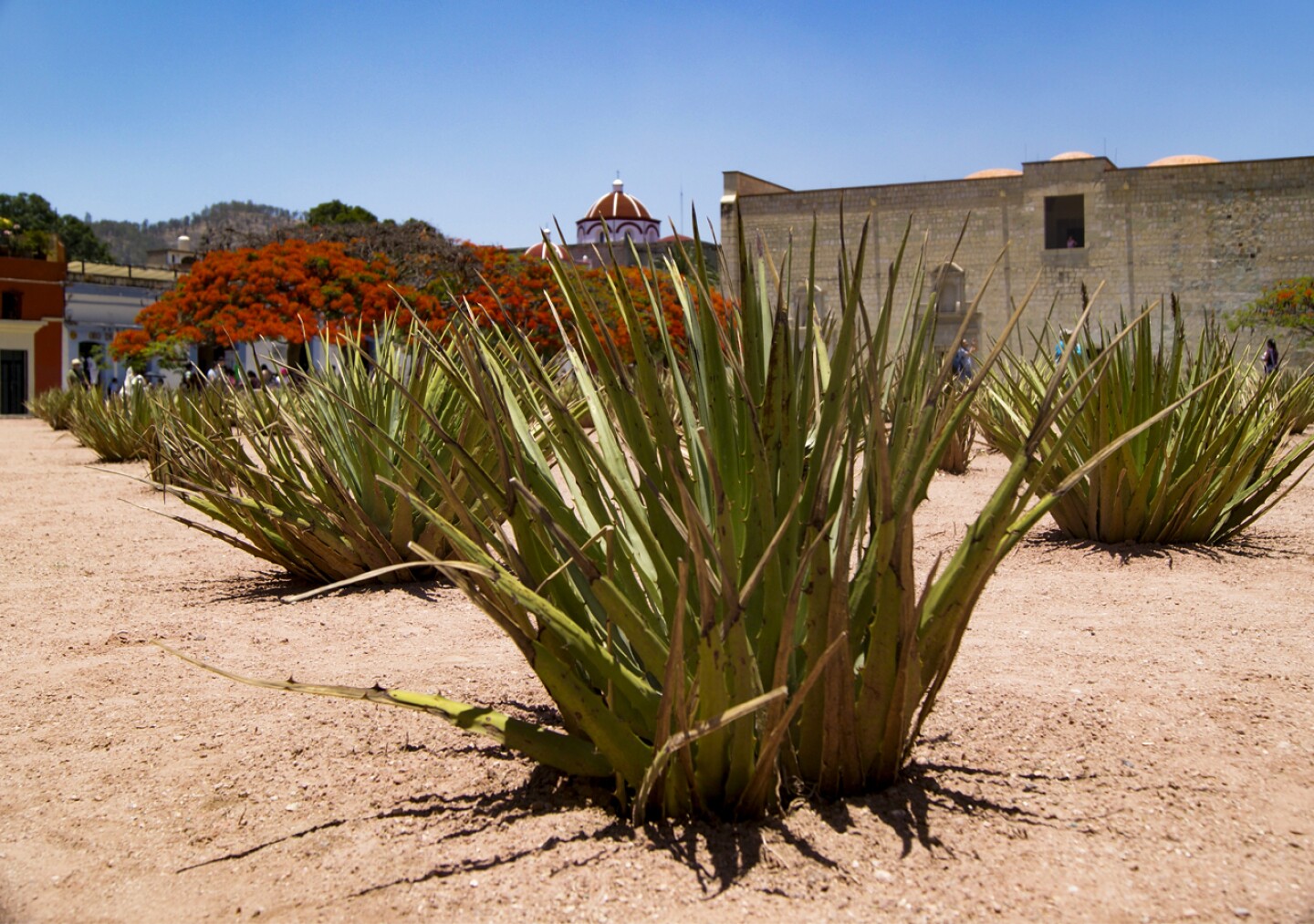 mezcal