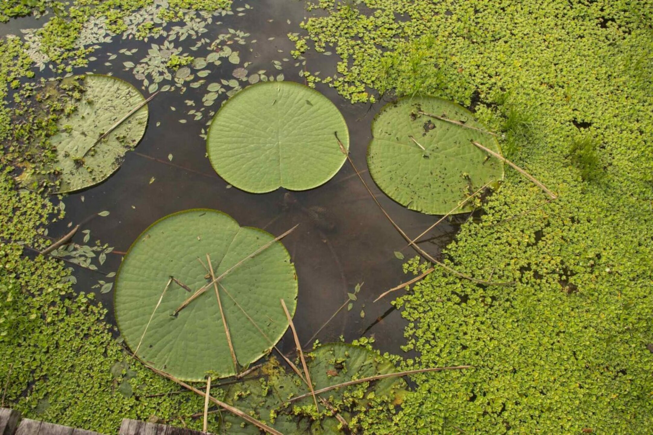 Parque-Nacional-Natural-Amacayacu-victoria-regia-1280x853