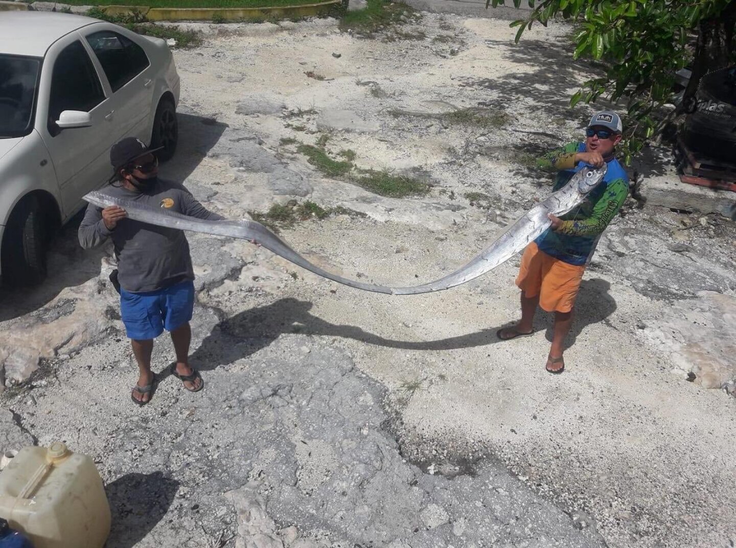 Pez que predice terremotos aparece en QRoo