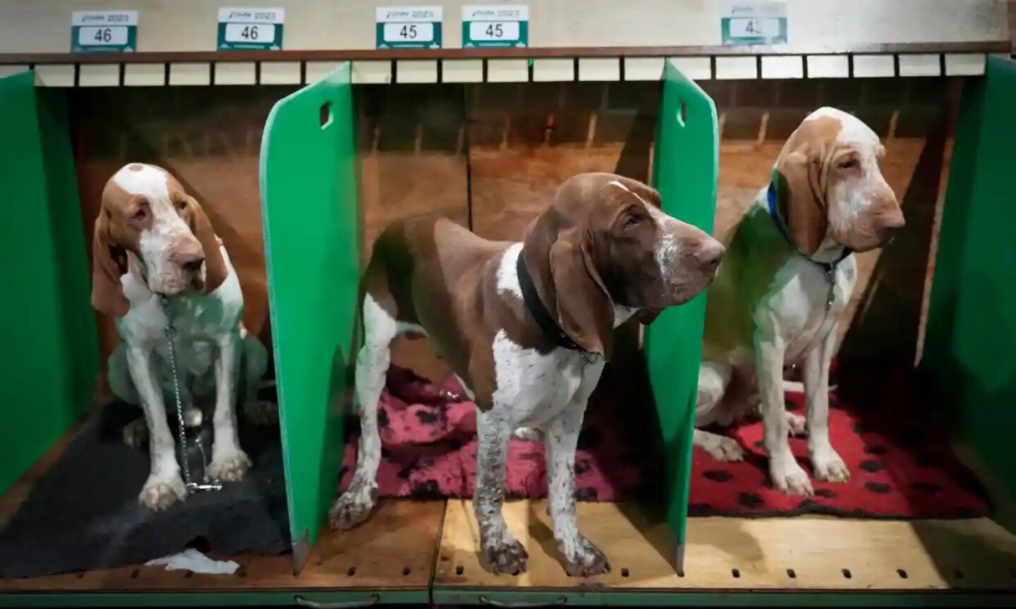 crufts_kennel_club_perros_adiestramiento