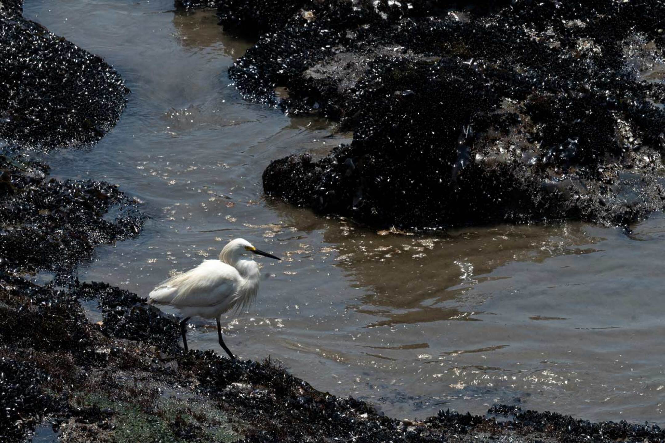 Peru-Repsol-derrame-tonga-9