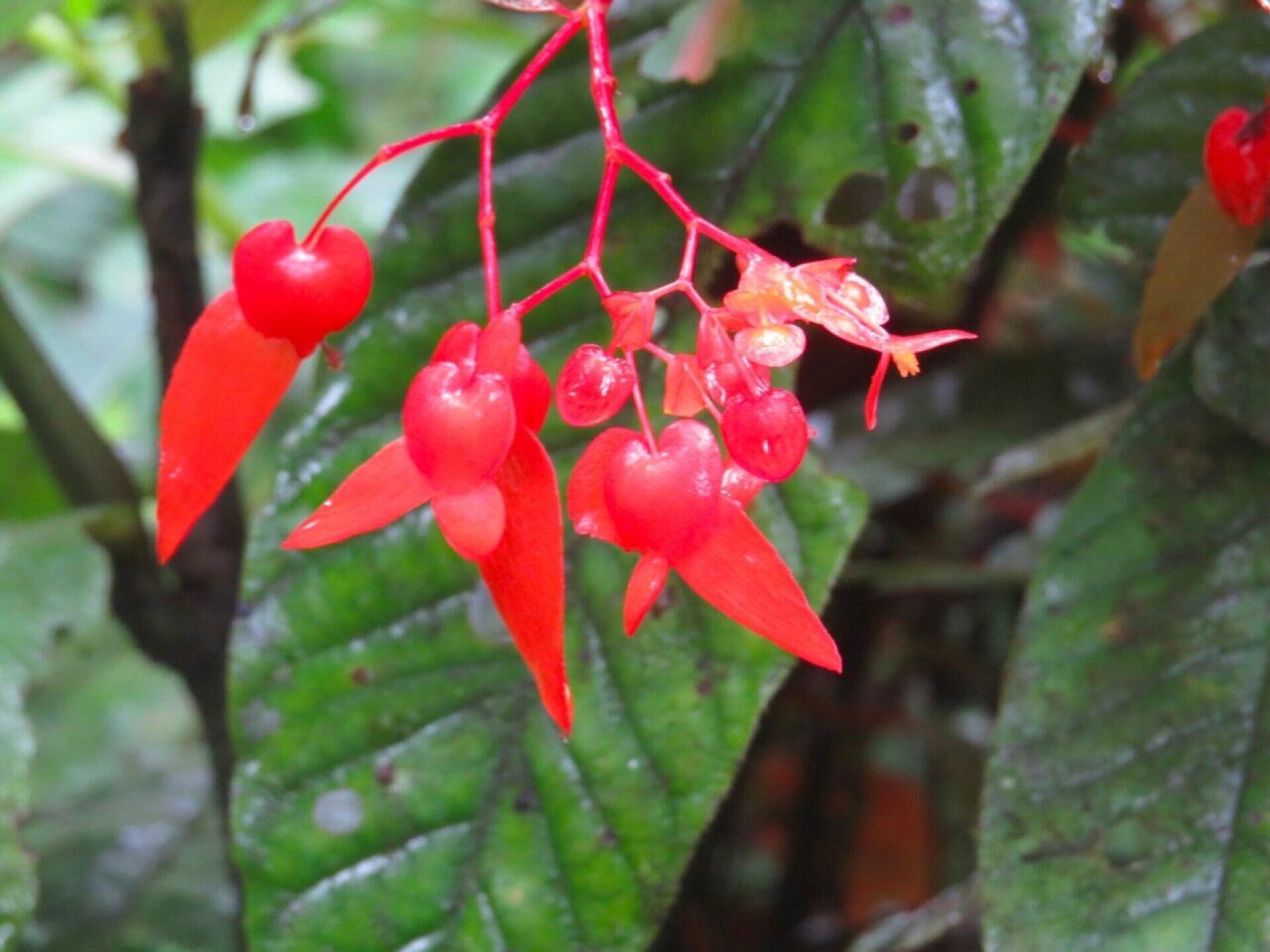 Parque-Nacional-Natural-Amacayacu-begonia-1280x960