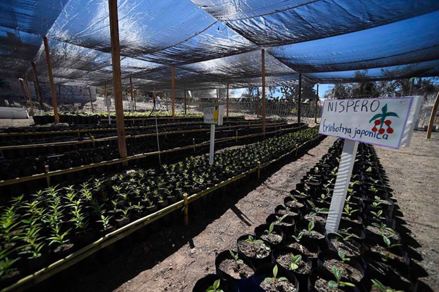 Andrés Manuel López Obrador, presidente de México, presidió Sembrando Vida en la Comunidad de Aprendizaje Campesino (CAC) del vivero "San Antonio", Oaxaca