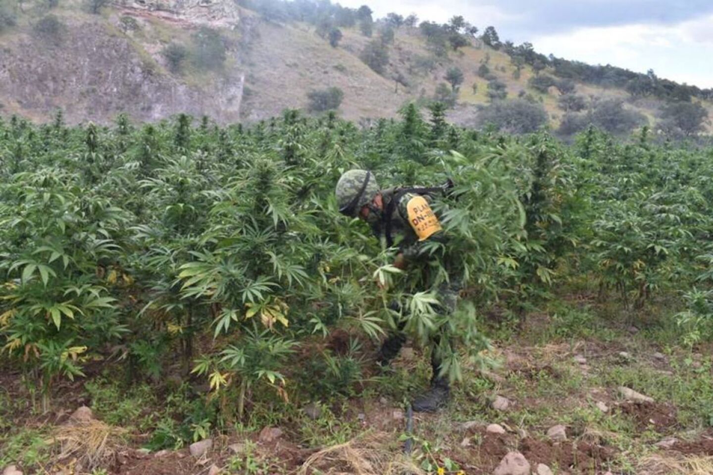 Aseguramiento Plantío Mariguana
