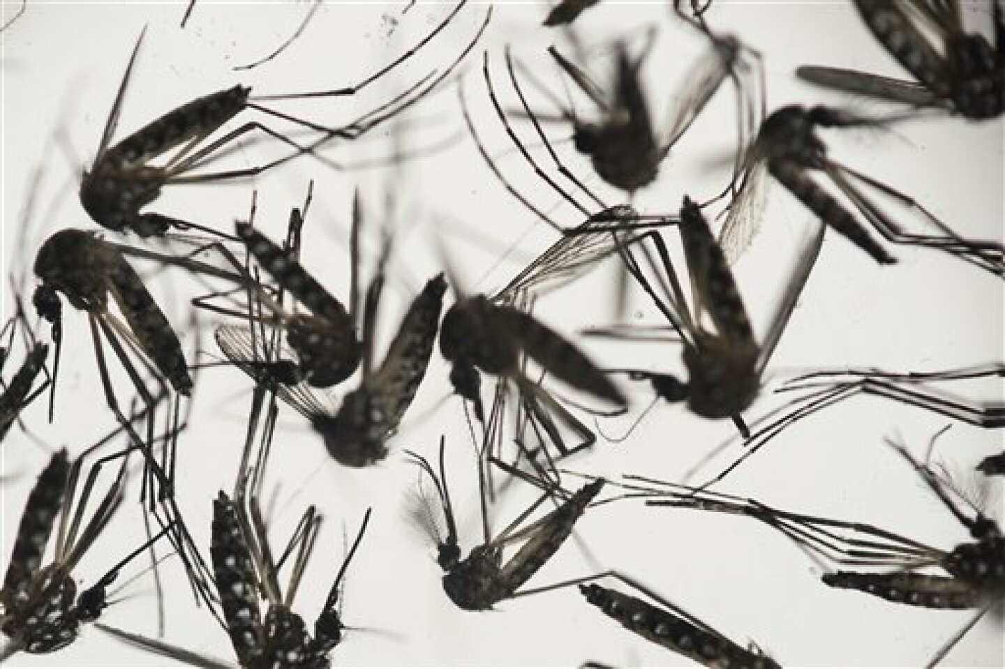 ZIKA