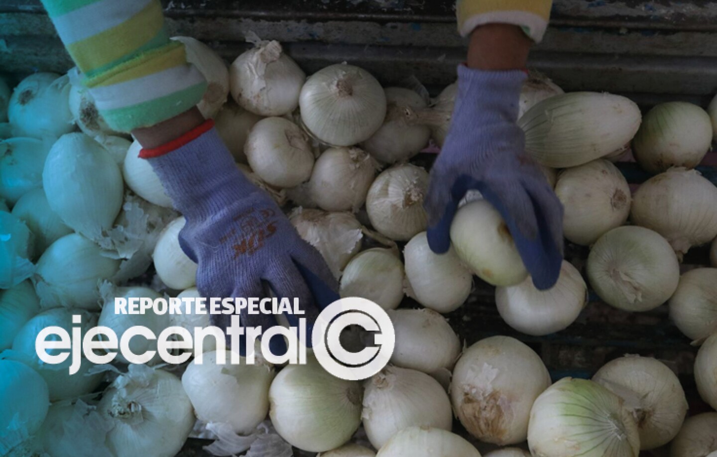 Promos_469 Cebollas mexicanas de Chihuahua causan salmonela en EU, alerta CDC