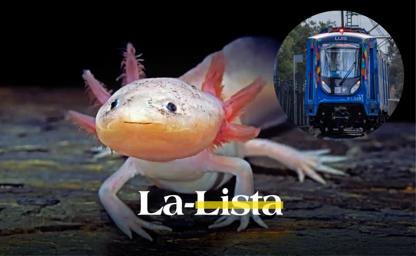 todo-lo-que-debes-saber-sobre-tren-ligero-el-ajolote-y-otros-proyectos-para-recibir-el-mundial-2026-en-cdmx.png