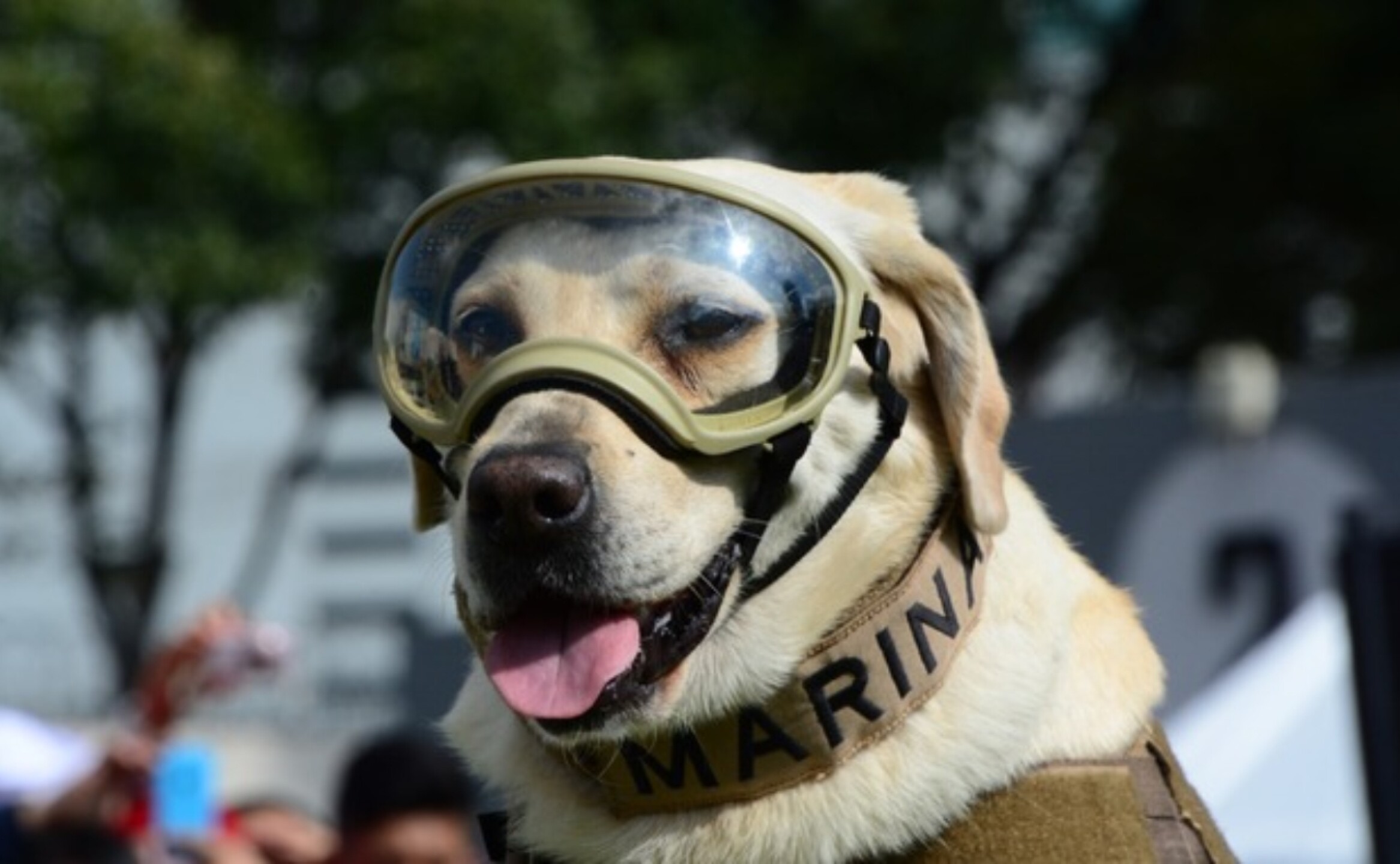 perrita-frida-murio