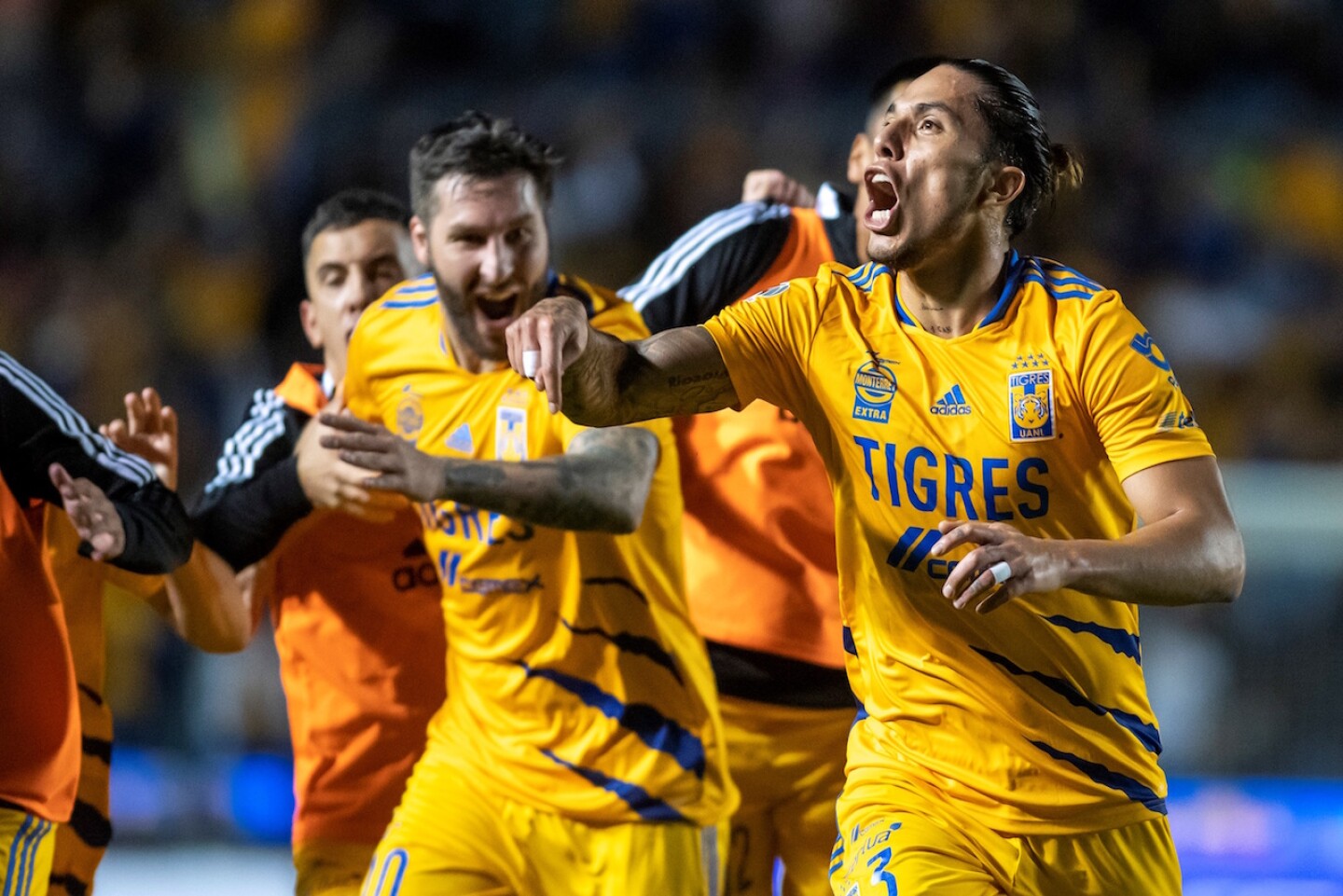 tigres-leon