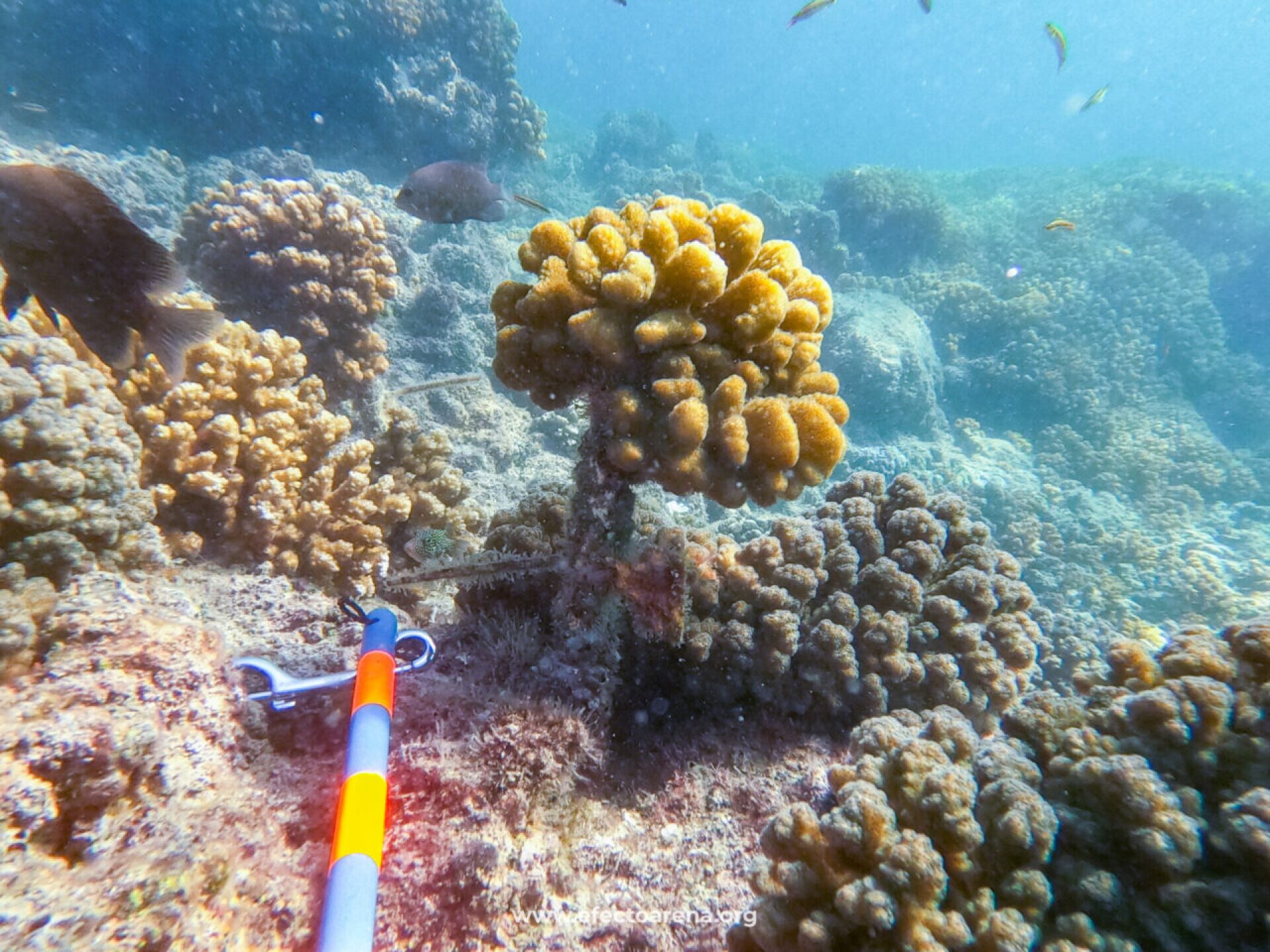 coral-sembrado-en-arrecife-1280x960