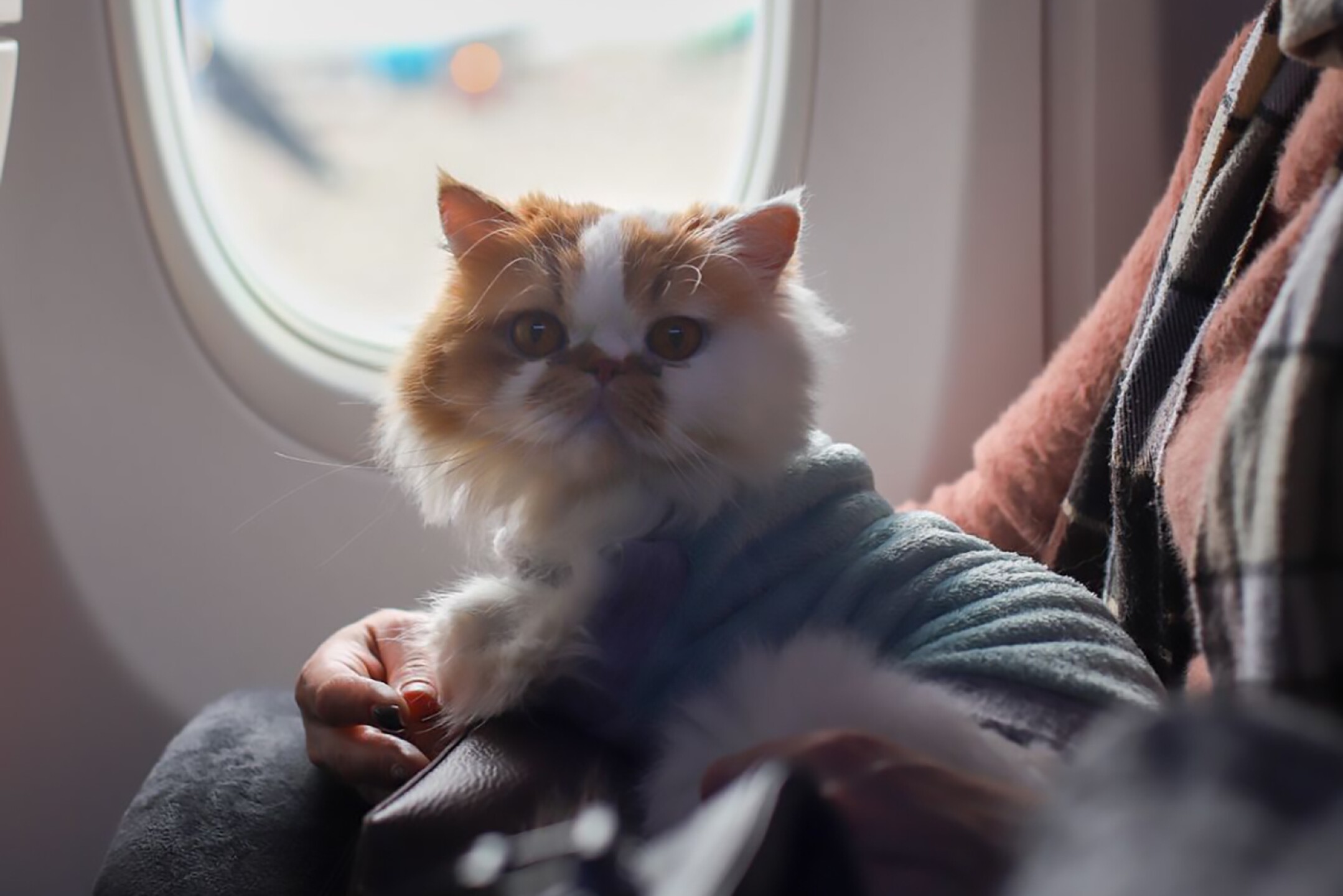 mascotas-guerra-ucrania-rusia-rescate-14