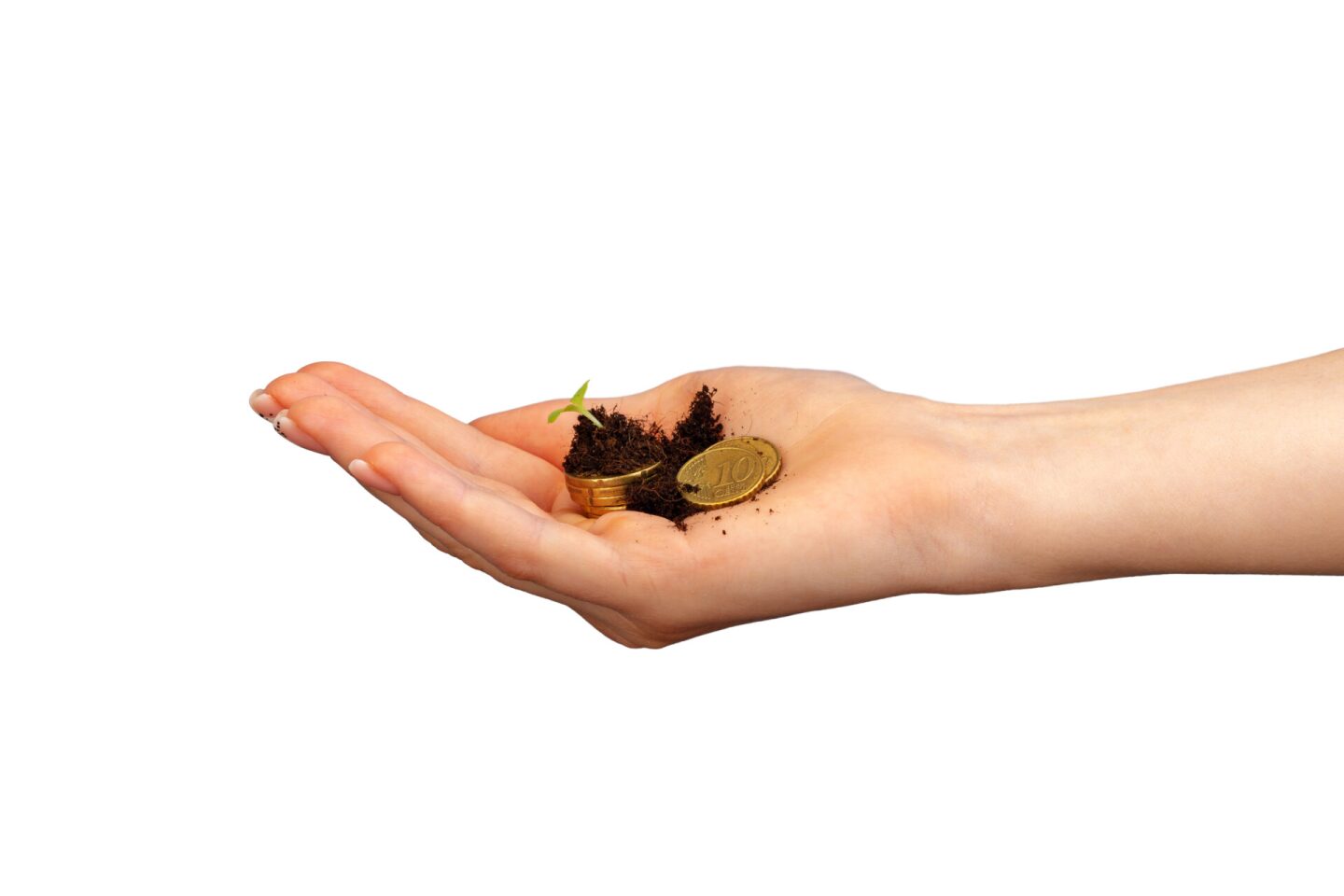 Seedlings grown on a coins stack in female palm