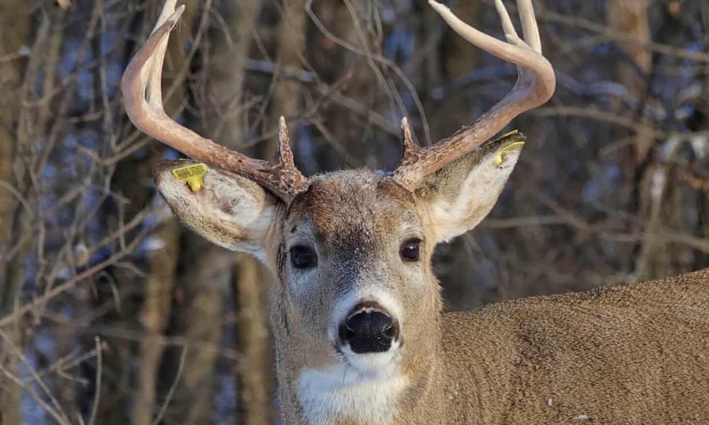 El venado Carrot