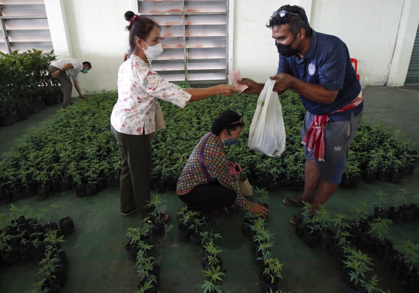 Los negocios de marihuana en Tailandia, en un limbo legal tras un año de legalización
