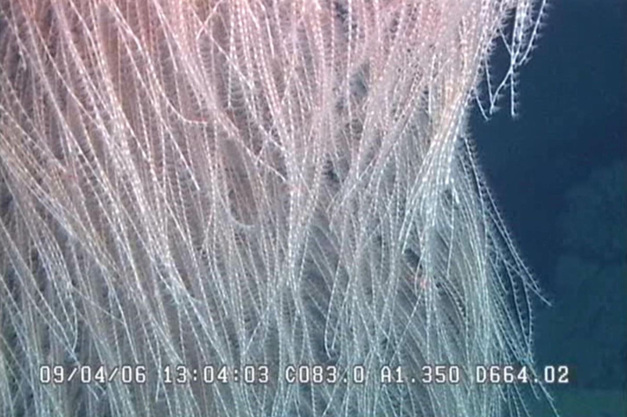 asi-es-el-coral-chewbacca-la-nueva-especie-inspirada-en-star-wars-descubierta-en-el-pacifico-fotos