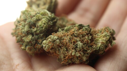 marihuana-esquizofrenia