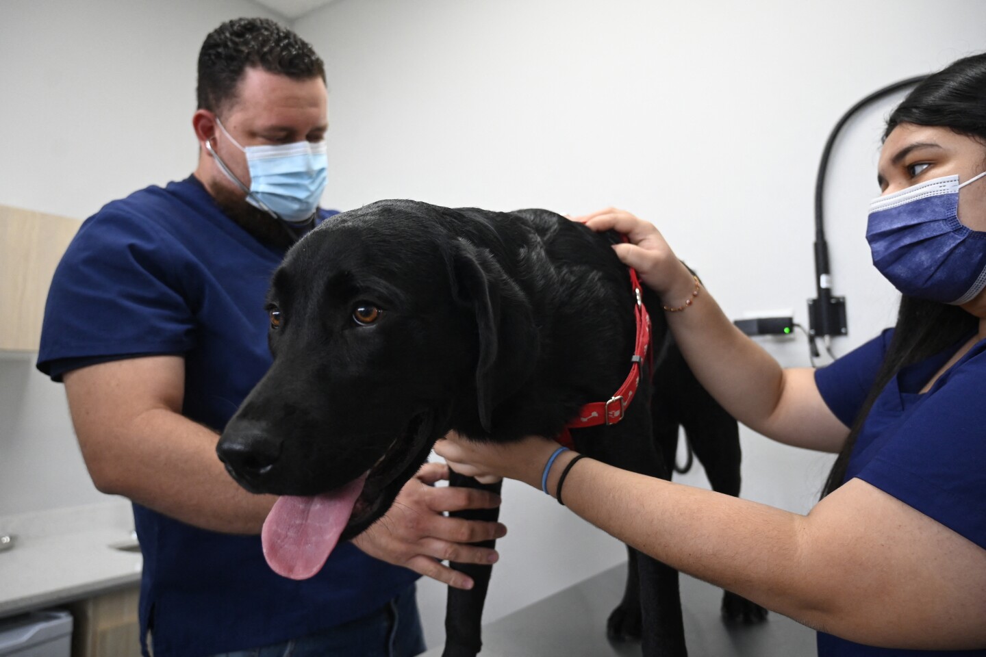 EL SALVADOR-BITCOIN-HOSPITAL-PETS