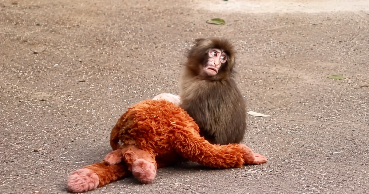 ¿El mono Punch está grave? VIDEO muestra heridas y lesión en el macaco ...