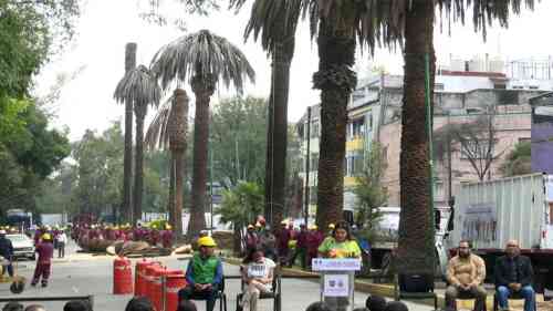 clara-brugada-palmeras-cdmx.jpg