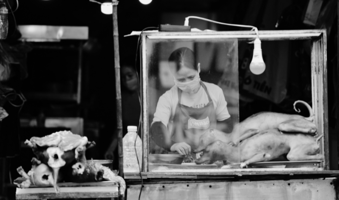 carne de gato y perro