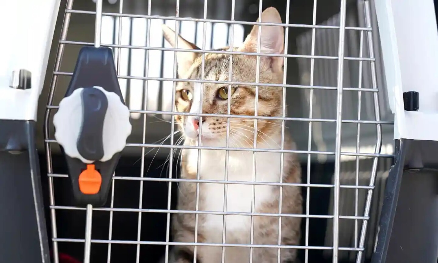 selección_inglaterra_adopta_gato_mundial_qatar_futbol