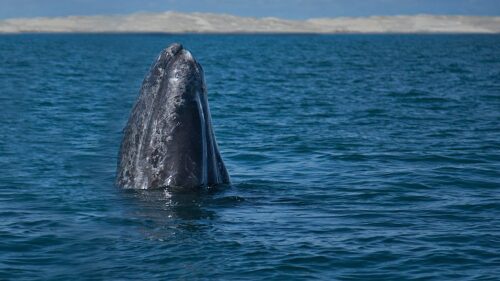 ballena-gris-muertas-pacifico-mexico.jpg