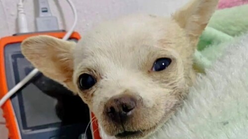 pincky-pinky-perro-chihuahua-muere-tras-defender-su-hogar-de-unos-ladrones