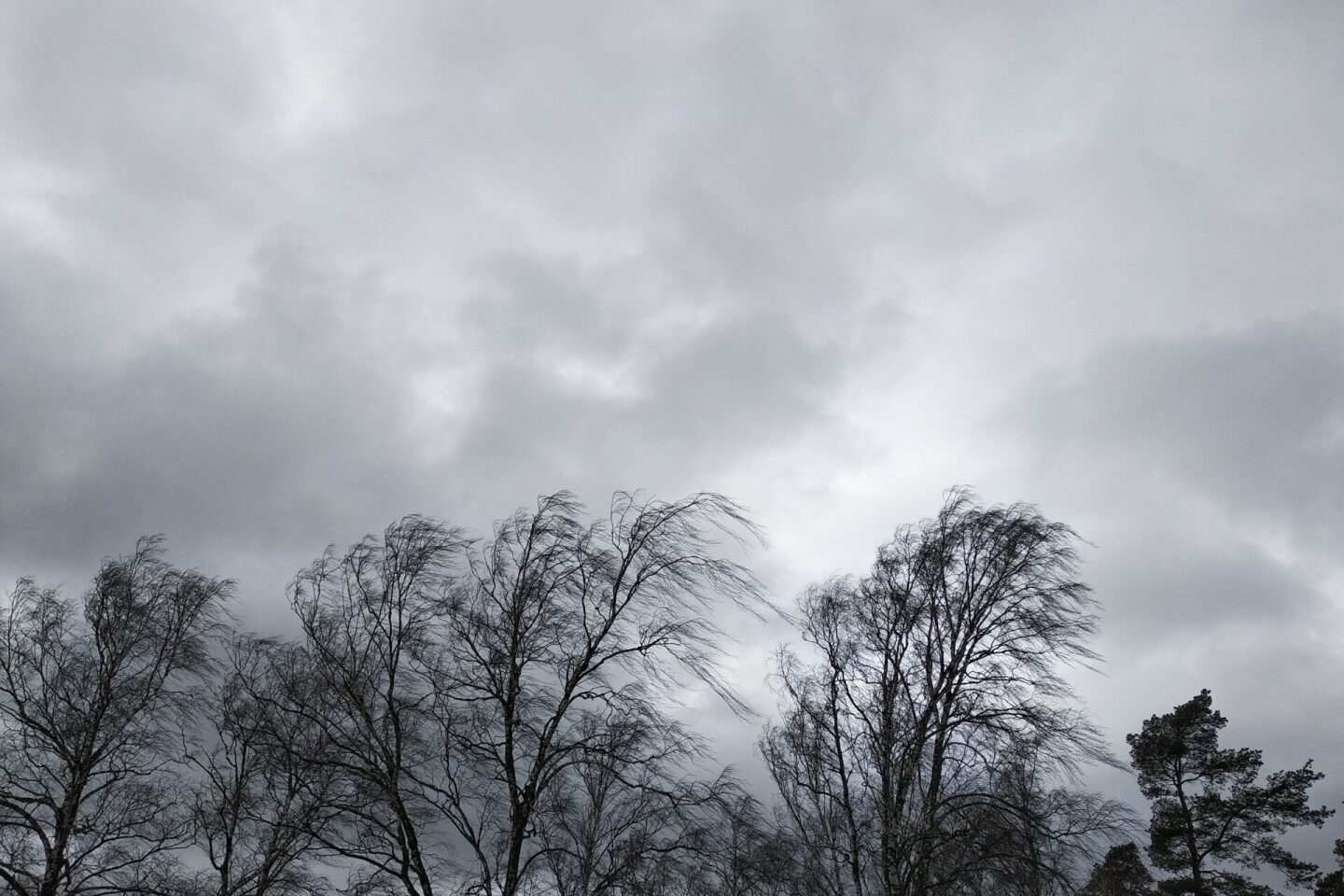 Black trees with bare branches without leaves bent under strong
