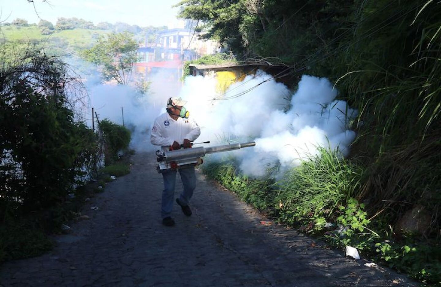 dengue