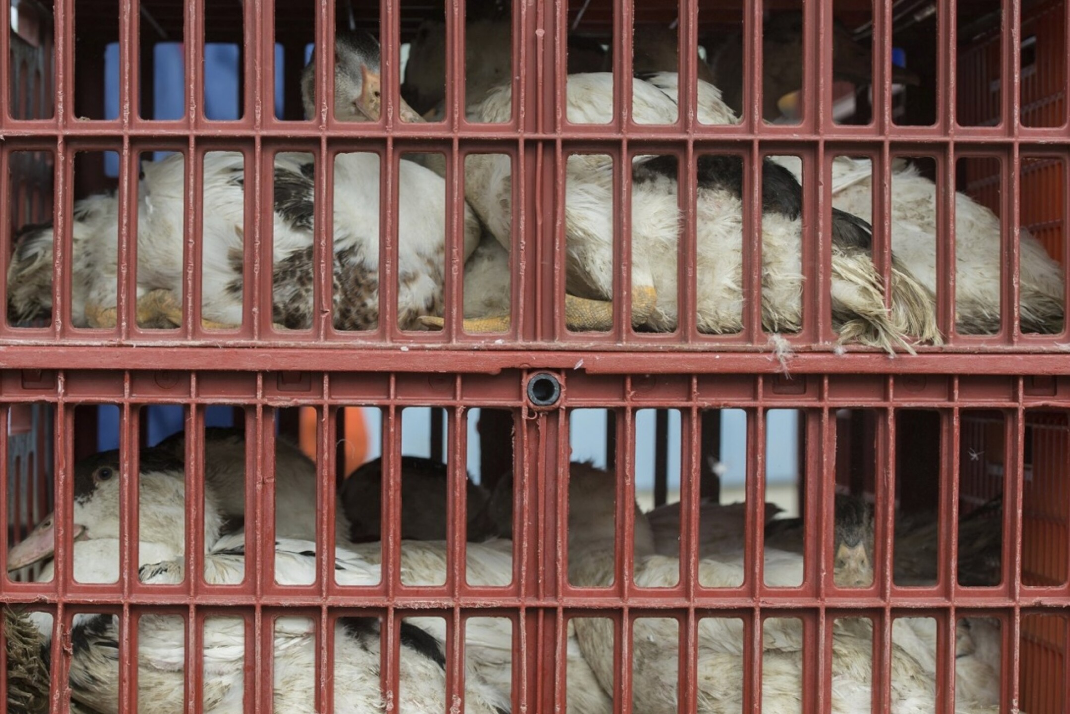 gripe-aviar-en-paciente-de-estados-unidos