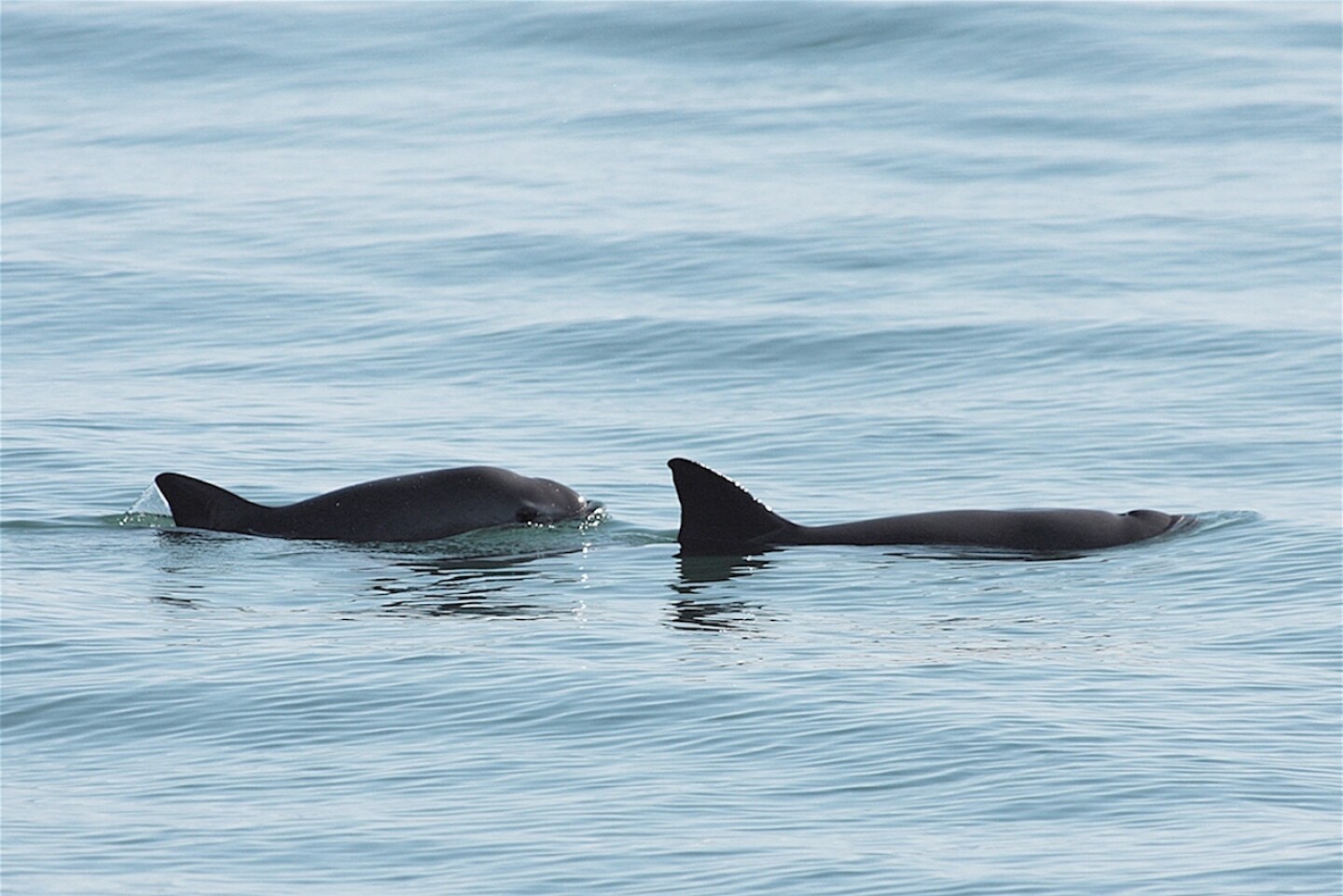 Gobierno mexicano trabajar· con ONGs para preservar h·bitat de vaquita marina