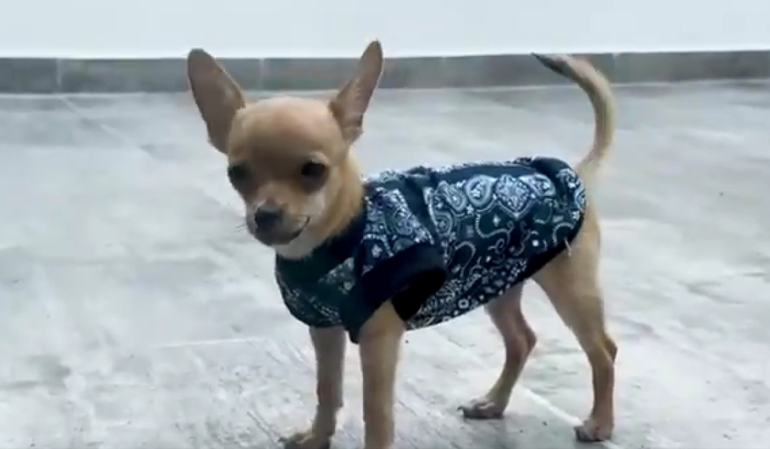 osito perrito vuela en dron quintana roo.jpg
