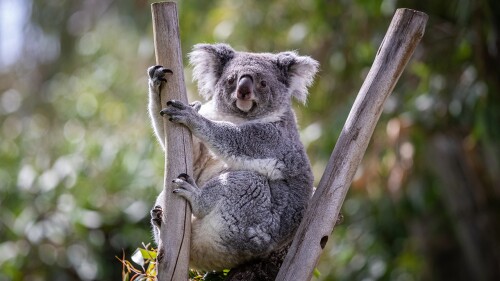 La población de koalas se redujo en un 30 por ciento desde 2018