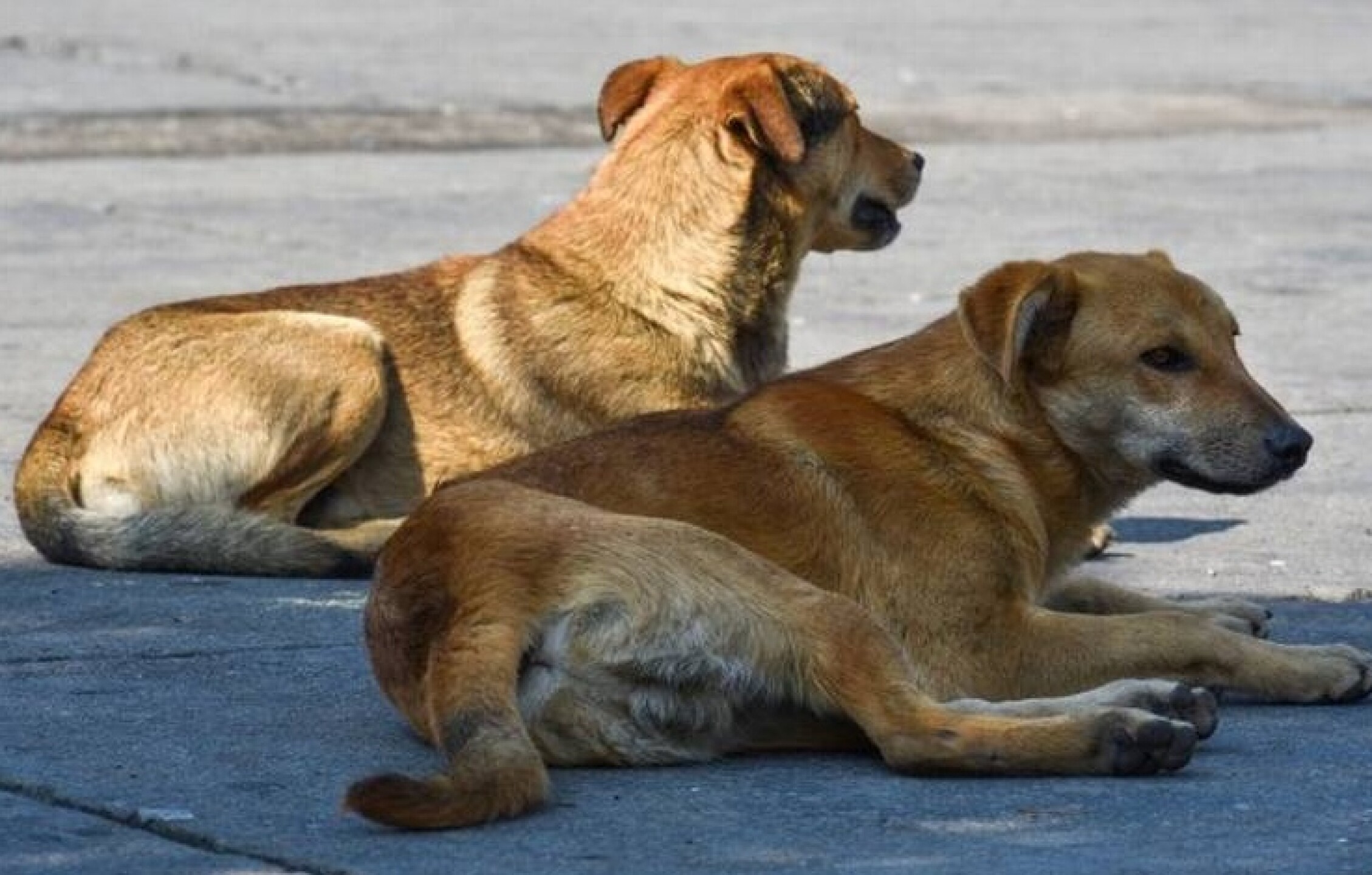 Perros