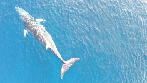 ballena minke