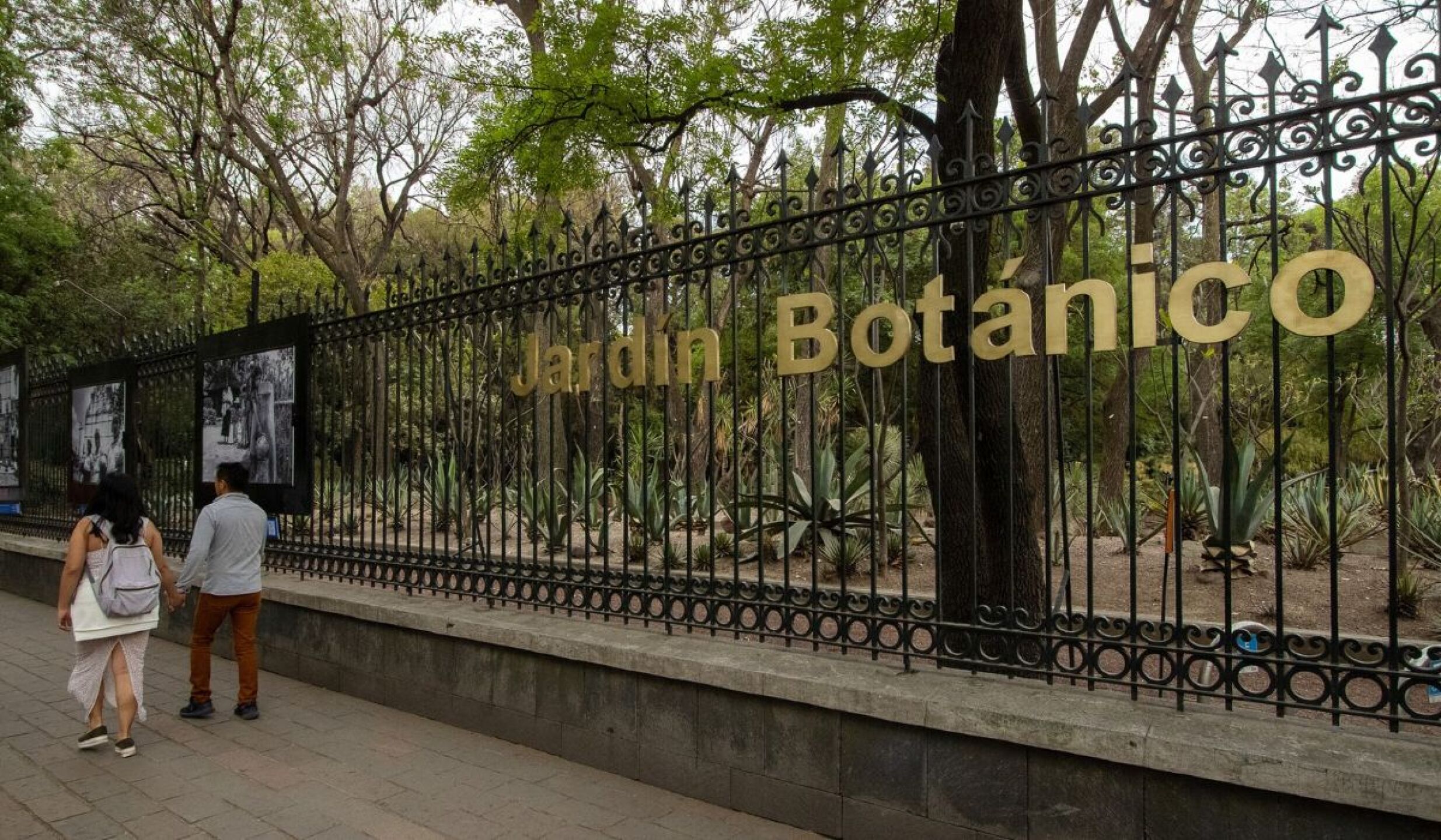 Bosque de Chapultepec Jardín Botánico.jpg